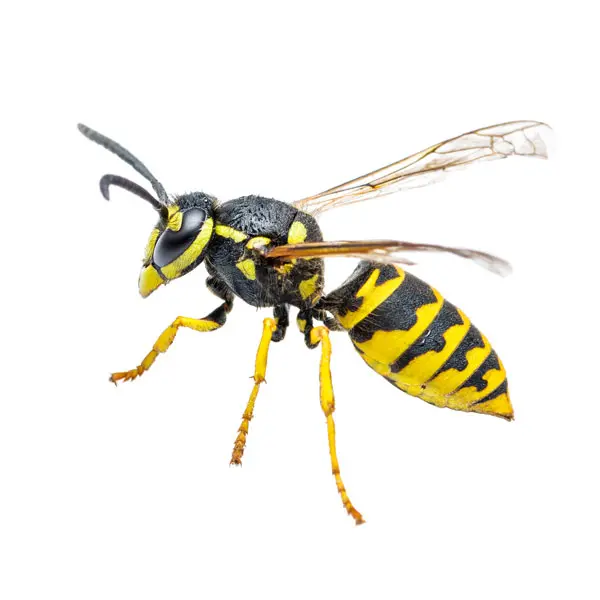 Green Thumb Hg-187978 17.5 Oz Can Of Wasp & Hornet Pest Control Spray - Quantity Of 1 2